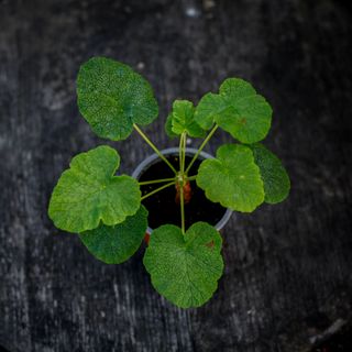 Pelargonium cotyledonis