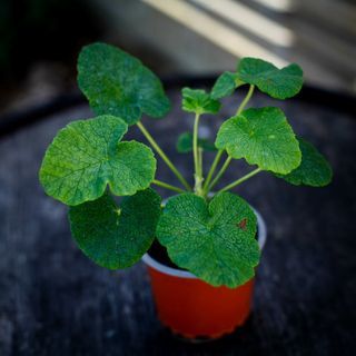 Pelargonium cotyledonis