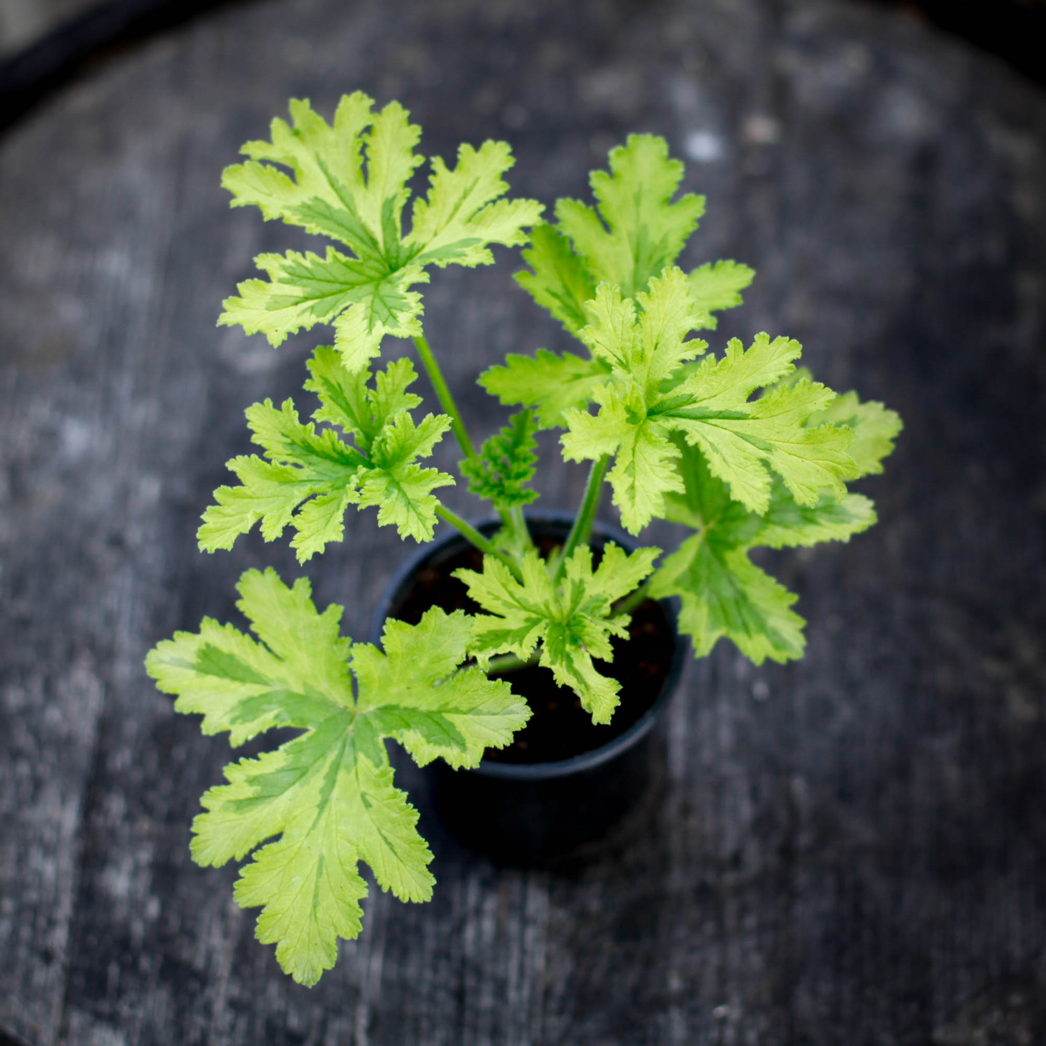 Pelargonium Charity doftpelargon