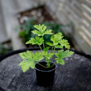 Pelargonium 'Charity'