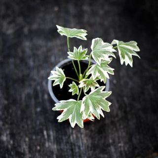 Pelargonium 'Bob Newing'
