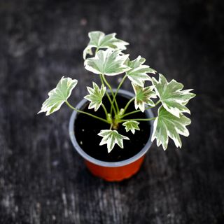 Pelargonium 'Bob Newing'