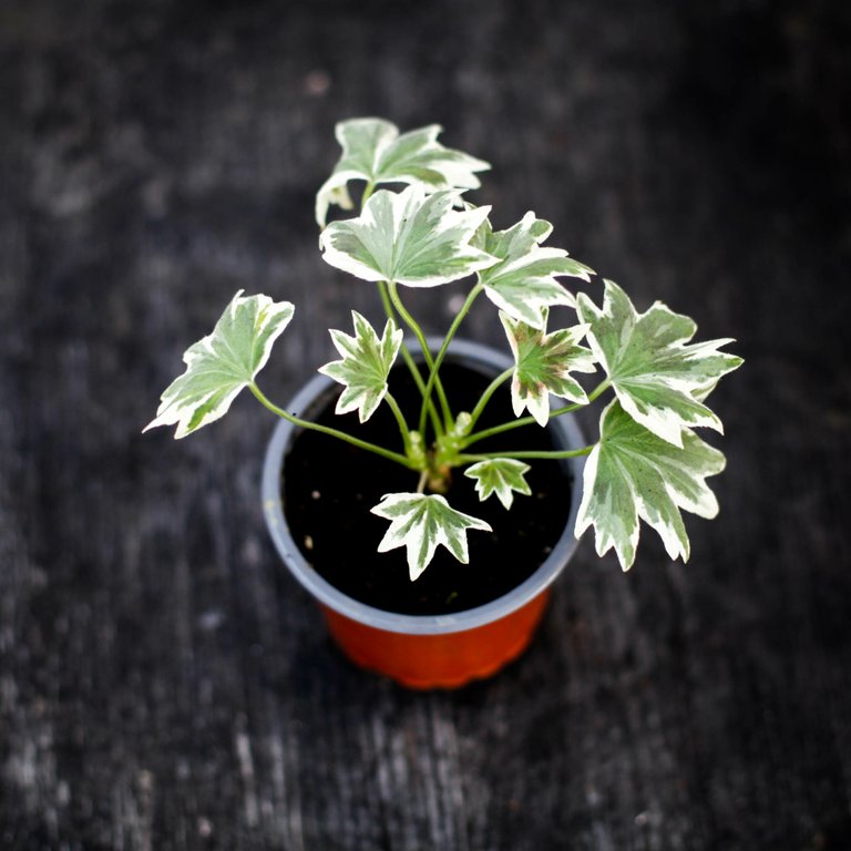 Pelargonium 'Bob Newing' 8 cm