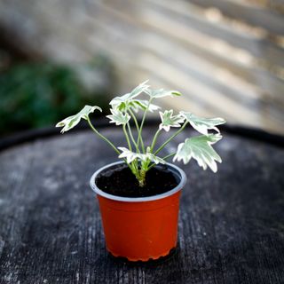 Pelargonium 'Bob Newing'