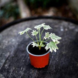 Pelargonium 'Bob Newing'