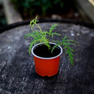 Pelargonium denticulatum
