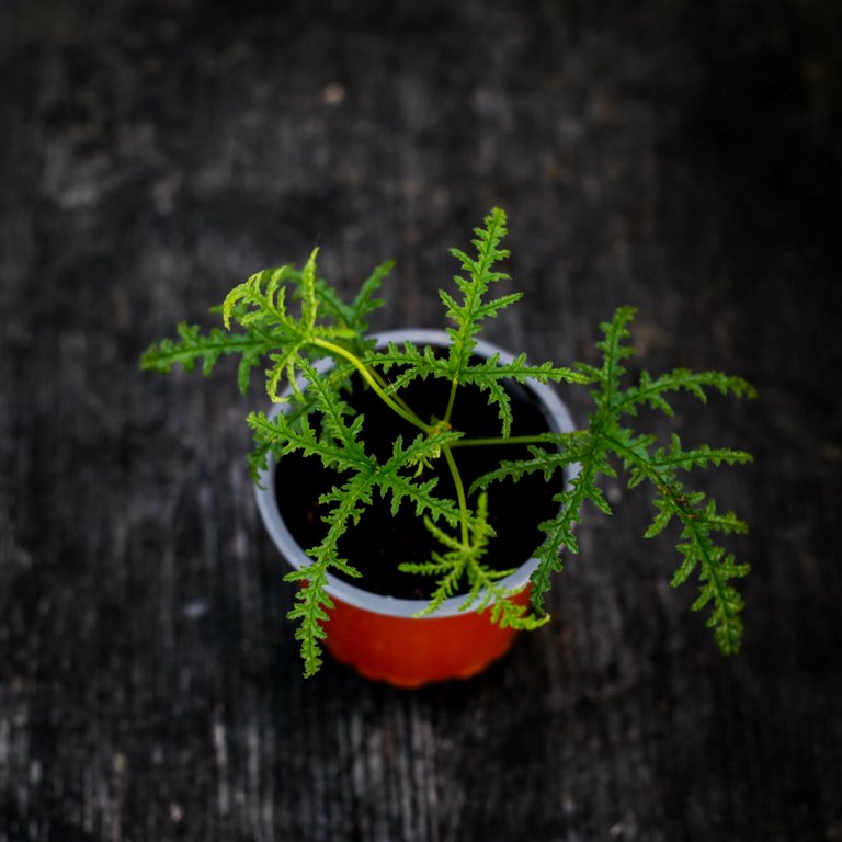 Pelargonium denticulatum 8 cm