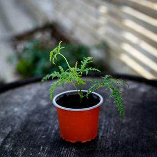 Pelargonium denticulatum