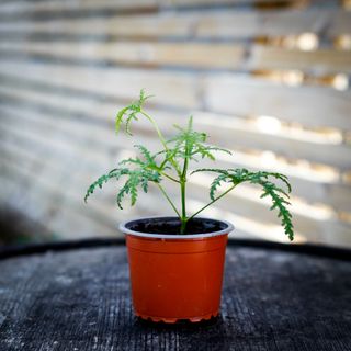 Pelargonium denticulatum