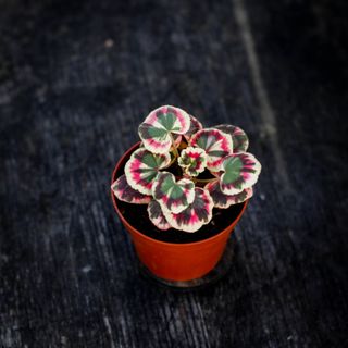 Pelargonium 'Excalibur'