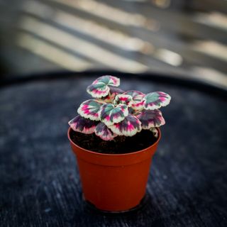 Pelargonium 'Excalibur'