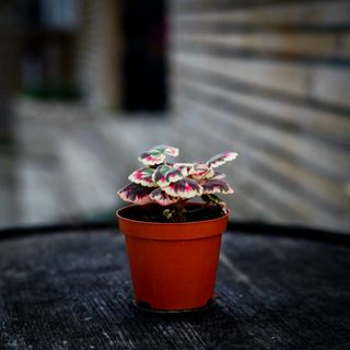 Pelargonium 'Excalibur'