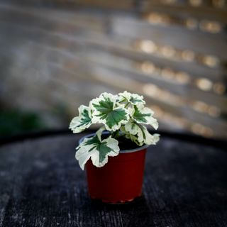 Pelargonium 'Annsbrook Mullberry'
