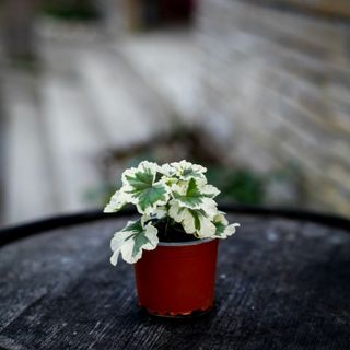 Pelargonium 'Annsbrook Mullberry'