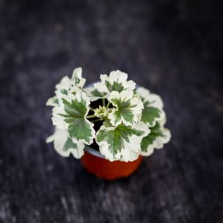 Pelargonium 'Annsbrook Mullberry'