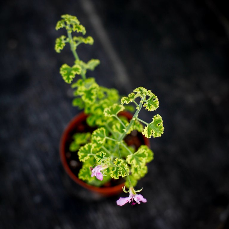 Pelargonium 'Cy's Sunburst' 8 cm