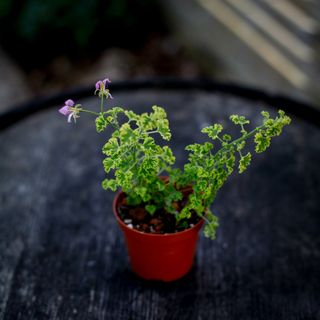 Pelargonium 'Cy's Sunburst'