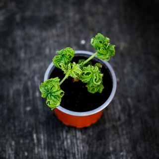 Pelargonium 'Bontrosai'