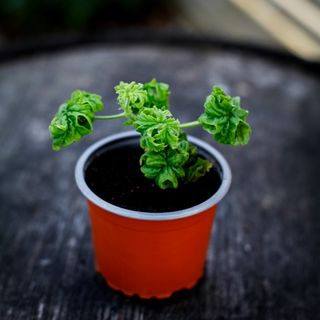 Pelargonium 'Bontrosai'
