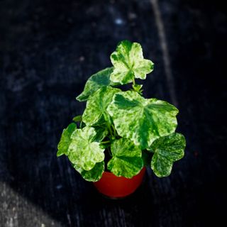 Pelargonium 'Variegated Giroflee'