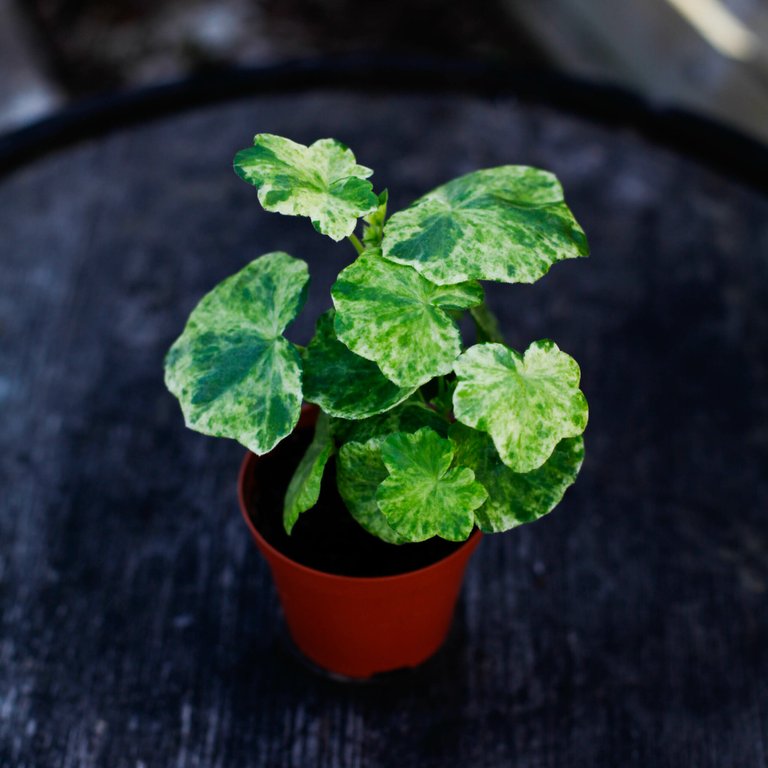 Pelargonium 'Variegated Giroflee' 8 cm