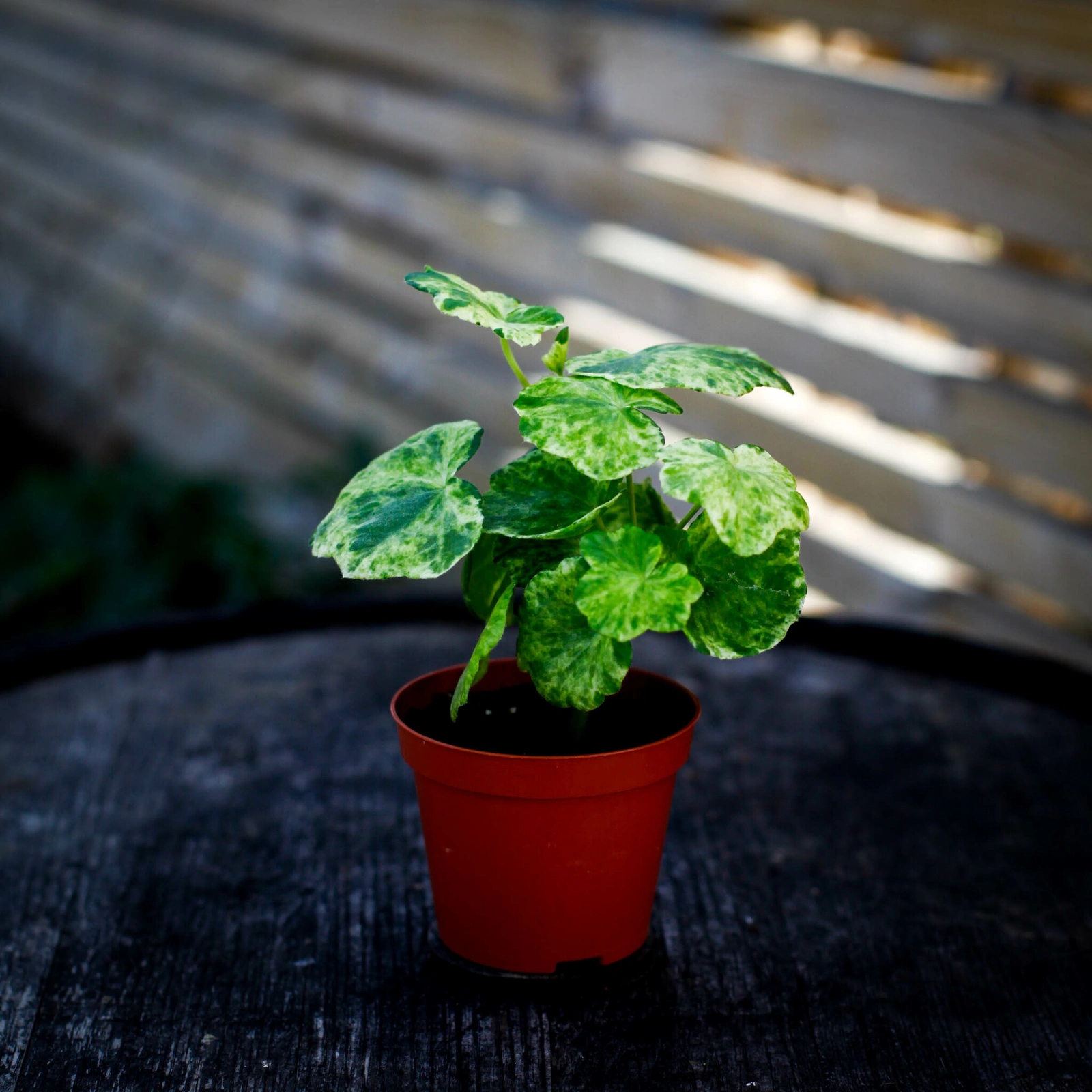 Pelargonium Variegated Giroflee – brokbladig hängpelargon med dekorativt växtsätt