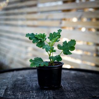 Pelargonium 'Royal Oak'