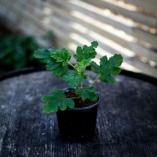 Pelargonium 'Royal Oak'