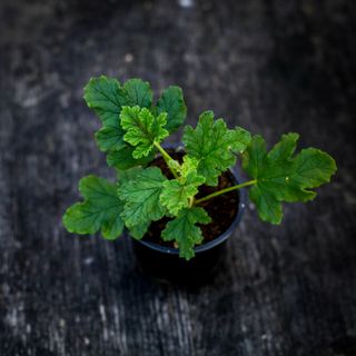 Pelargonium 'Royal Oak'