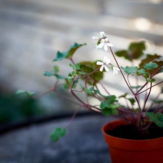 Pelargonium australe
