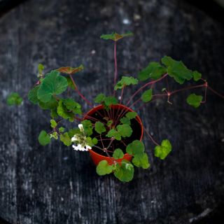 Pelargonium australe