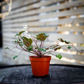 Pelargonium australe