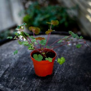 Pelargonium australe