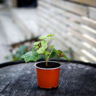 Pelargonium 'Crocodile'