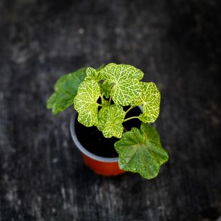 Pelargonium 'Crocodile'