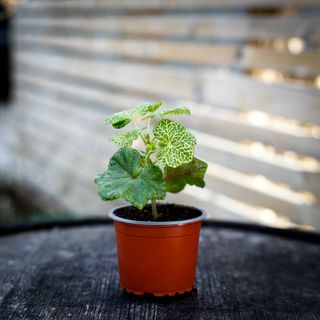 Pelargonium 'Crocodile'