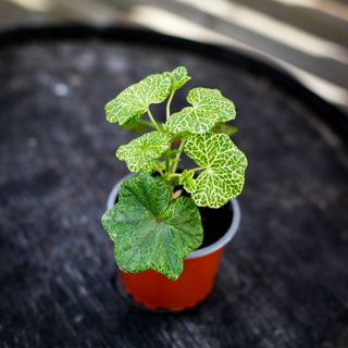 Pelargonium 'Crocodile'