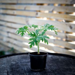 Pelargonium graveolens