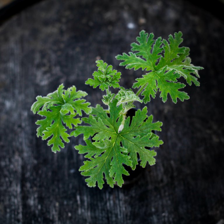 Pelargonium graveolens 8 cm