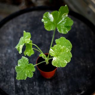 Pelargonium 'Atomic Snowflake'