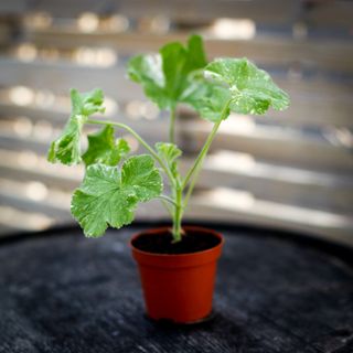 Pelargonium 'Atomic Snowflake'