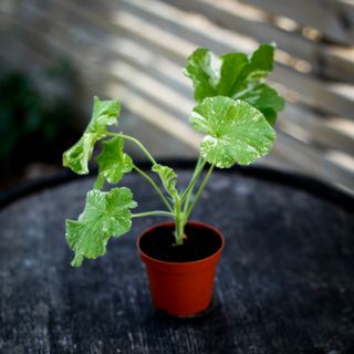 Pelargonium 'Atomic Snowflake'