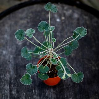 Pelargonium sidoides