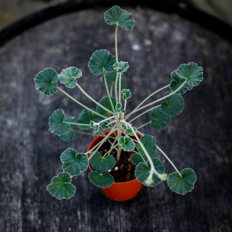 Pelargonium sidoides 8 cm