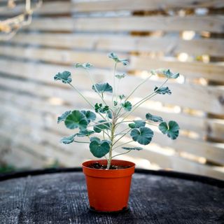 Pelargonium sidoides