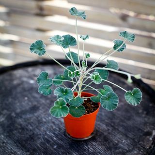 Pelargonium sidoides