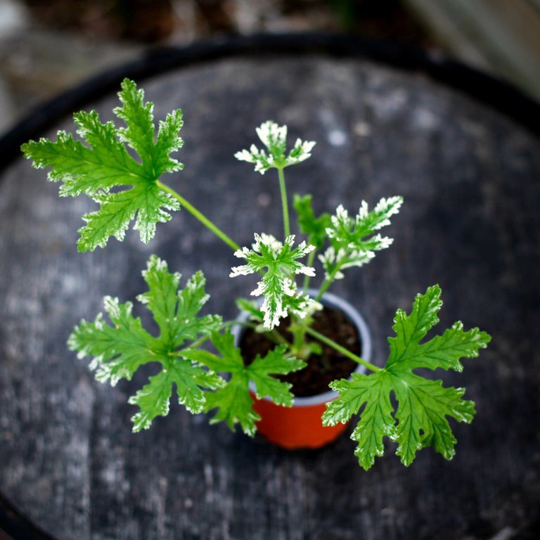 Pelargonium 'Fragrant Frosty' 8 cm