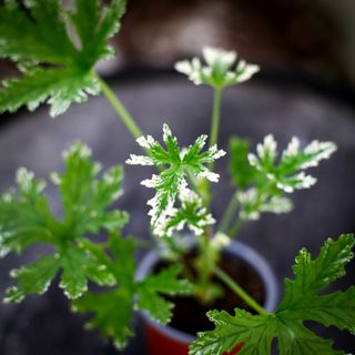 Pelargonium 'Fragrant Frosty'