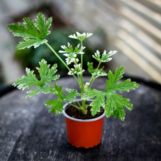 Pelargonium 'Fragrant Frosty'