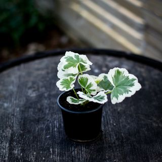 Pelargonium 'Westdale Appleblossom'